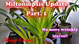 Miltoniopsis Update Part 1  Is semi hydro working [upl. by Godiva]