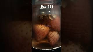 1 YEAR  Strawberries in Water  Time Lapse timelapse [upl. by Rigdon806]