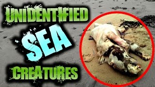 Mysterious UNEXPLAINED Creatures Found on the Beach  SERIOUSLY STRANGE 67 [upl. by Ellevehc707]