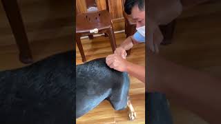 Parvovirus vaccine injection to Rotweiller breeddog short [upl. by Negyam]