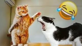 Funny Dogs And Cats Videos 2024 😅 Best Funnies Animal Video Part45 [upl. by Atirabrab]