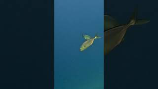 2 amberjacks in slow motion [upl. by Moya40]