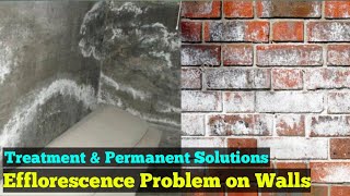 Efflorescence Effect amp Treatment  How to Remove Efflorescence from Brick [upl. by Refenej128]