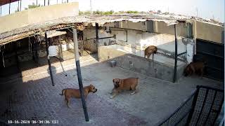 ماستيف هب مصر  Mastiff Hub Egypt  Boerboel [upl. by Copland]