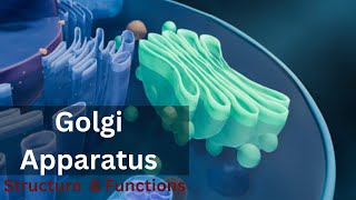 Golgi apparatus class 9 Golgi apparatus Structure and Function Biology cell biology [upl. by Gnas584]