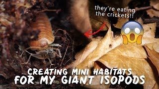 THEYVE TAKEN OVER Creating Mini Habitats For My Giant Isopods [upl. by Sihonn]