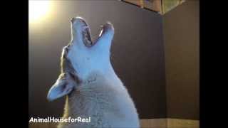 Siberian Husky Howling Compilation [upl. by Lazarus]