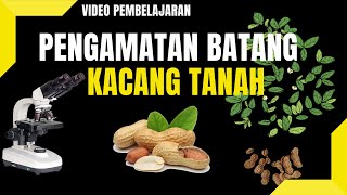 Pengamatan Jaringan Tumbuhan I Batang Kacang Tanah I Arachis hypogaea L [upl. by Eihcra]