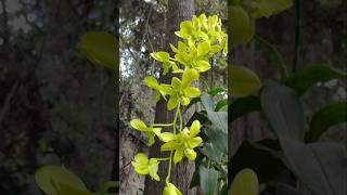 Green orchid plants rareplants [upl. by Jori]