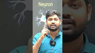 NEURON NERVE CELL  biology ncert ytshorts shorts motivation funny olympiad [upl. by Mcmaster]