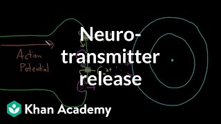 Neurotransmitter release  Nervous system physiology  NCLEXRN  Khan Academy [upl. by Perrins]