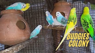 Budgies Ki Colony Tayar Ho Gai 🥰 [upl. by Black]