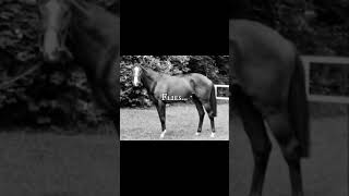 In honor of Hickstead Ruffian Shergar and Totilas You will always be missed [upl. by Eatnad]