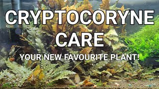 Cryptocoryne Care Guide  Crypt Melt Planting Trimming And Propagating Your Crypts [upl. by Purdum315]