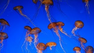 ACQUARIO di GENOVA in HD  LA DANZA DELLE MEDUSE  382015 [upl. by Petua]