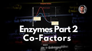 Enzymes Part 2 Co factors The Helping Hands of Enzymes NCERT Biomolecules amp NEET UG [upl. by Drexler]