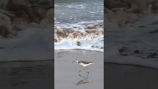 Common greenshank [upl. by Cunningham]