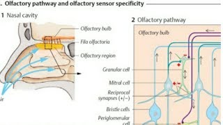 Olfactory Pathway  Location of olfactory epithelium in the nasal cavity [upl. by Olmsted]