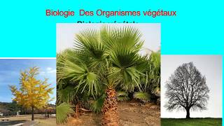 Biologie végétale les cormophytes [upl. by Nnaitsirk]