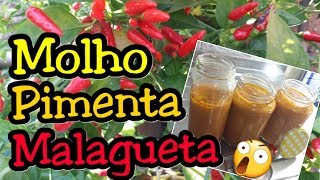 MOLHO DE PIMENTA MALAGUETA SUPER SABOROSO  Pimenta da Aquaponia Coyote [upl. by Nosmirc]