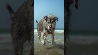 Hector the dog at Arches Beach in Caesarea Israel [upl. by Ydnis]