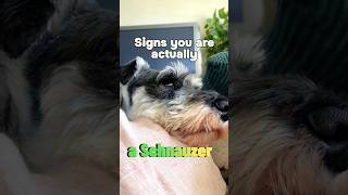 Signs that you are actually a SCHNAUZER minischnauzer shorts [upl. by Nomal]