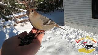 Female Pine Grosbeak [upl. by Gillie370]