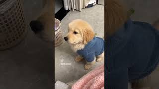 Lab dog cute dogviralvideo baby dog [upl. by Murdocca204]