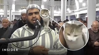 A Cat Joins A Ramadan Prayer As Muslims Celebrate The Holy Month  Insider News [upl. by Mok834]