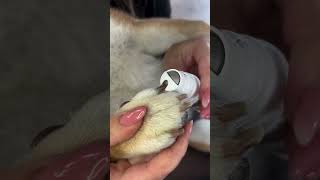 Effortless Grooming with Animigo Pet Nail Grinder  Quiet amp Easy to Use [upl. by Novaelc]