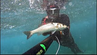 Pescasub TRAMONTO COL MAESTRALE spearfishing [upl. by Cyd427]