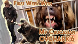 My NEW Caucasian OVCHARKA  First Week [upl. by Piwowar]