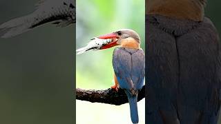 fresh fising when storkbilled kingfisher catching big fish [upl. by Elman]