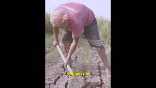 Digging for Fish See How Africans Catch Fish Without Water 😱😲 crazy [upl. by Schouten363]