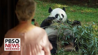 National Zoo says goodbye to beloved pandas as they prepare for return to China [upl. by Puttergill727]