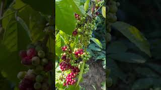 Coorg Coffee plantation [upl. by Ococ165]