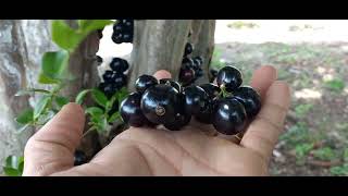 JABUTICABA SÍTIO DE JORGE GOMES [upl. by Ymmor]