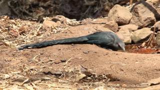 Greenbilled Malkoha [upl. by Sheaff811]