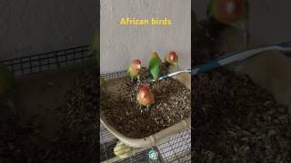 africanlovebirds foodtime freebirds cagefree birds cutebirds [upl. by Ojiram707]