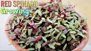 How To Grow Red Spinach At Home Fast and Easy Just 15 Days [upl. by Ynaitirb]