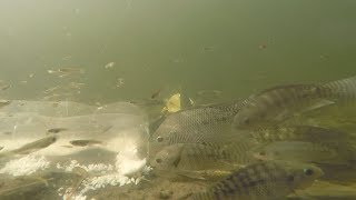 trampa de tilapias en vivo bajo el agua [upl. by Attezi]