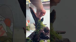 Java moss amp Java fern trident 🌱 aquarium aquascaping aquascape [upl. by Neyuh]