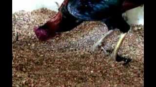 Alimentacion riña de gallos Documental [upl. by Eda836]