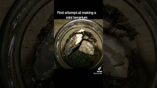 terrarium isopod springtails bioactive moss video fyp jar DIY hobby terrariumbuild [upl. by Lapides515]