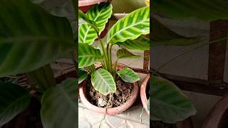 Goeppertia Zebrina Plant 🪴🥰 shorts zebrina plant trending ytshots song garden short yt [upl. by Monto536]