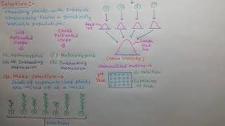 plant breeding mass amp pure line selection [upl. by Dnana485]