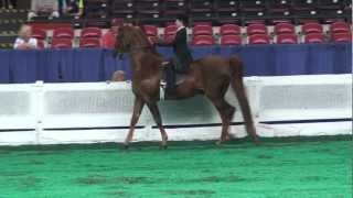 Equitation  Open Walk  Trot Rider 8 Years Old and Under  Mile Olivier [upl. by Magner]