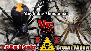 Red Back Spider Vs Brown Widow 🔥 My Twist sa Dulo Isa sa kanila ay IMUNE sa VENOM 😬 [upl. by Niamert]