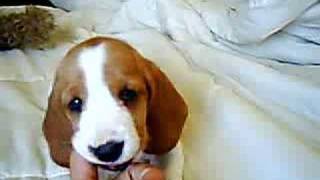 MINNIE 1  Basset Hound Bicolor [upl. by Chapin]