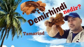 Demirhindi Nedir Tamarind Demirhindinin faydaları Demirhindi şerbeti Demirhindi bitkisi nedir [upl. by Acirahs219]